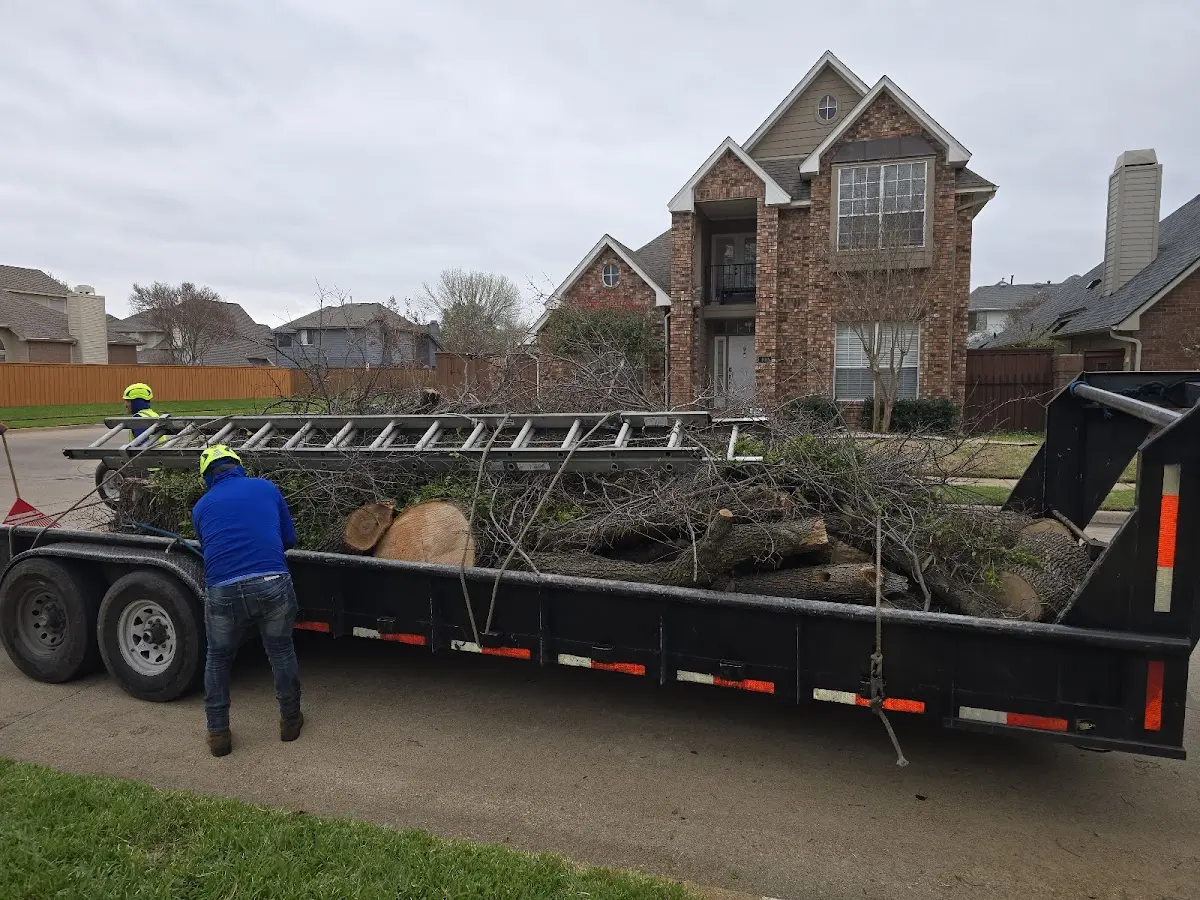 Expert Deadwooding with proper safety equipment in Carrollton